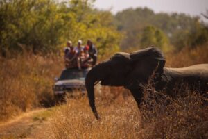 Lire la suite à propos de l’article Le parc national de la Pendjari (safari)