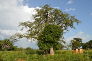 Lire la suite à propos de l’article Paysage Otammari, zoom sur le baobab